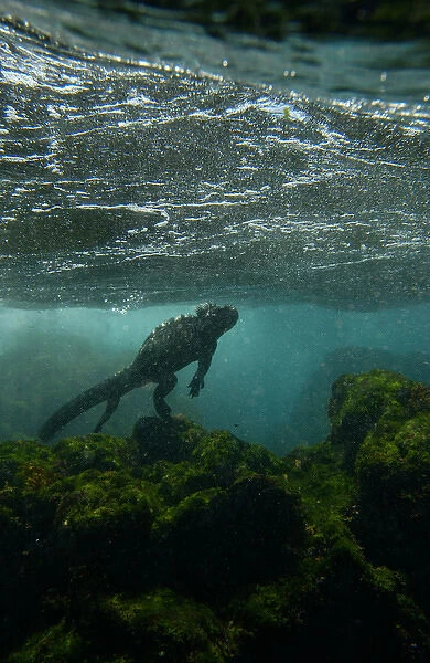 Marine Iguana (Amblyrhynchus cristatus) underwater as they go out to sea to feed