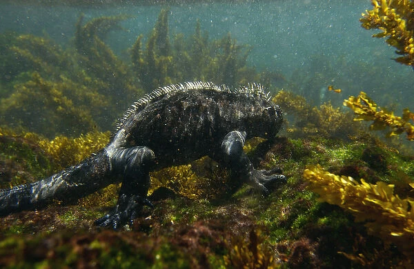 Marine Iguana (Amblyrhynchus cristatus) underwater as they go out to sea to feed