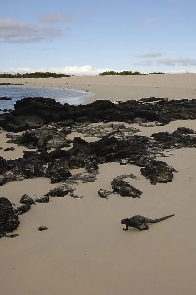 Marine Iguana (Amblyrhynchus cristatus) Bachas Beach. North Santa Cruz Island, Galapagos