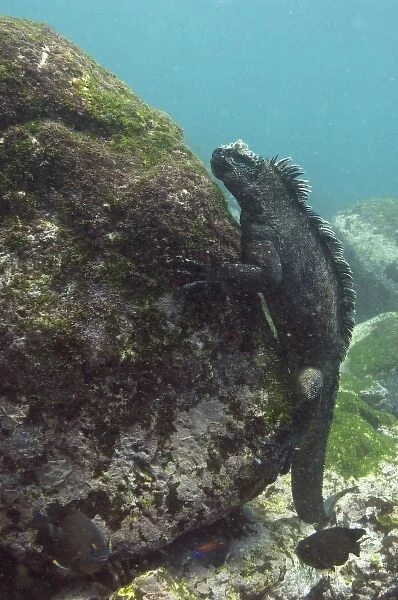 Marine Iguana (Amblyrhynchus cristatus) feeding underwater Cabo Douglas, Fernandina Island