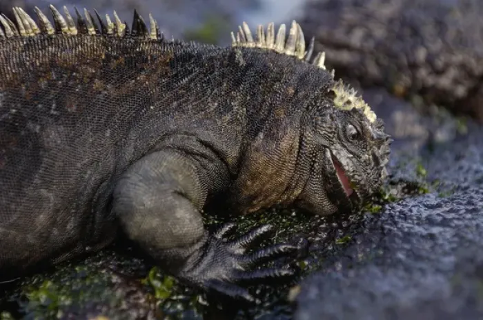 Framed Print : Marine Iguana (Amblyrhynchus cristatus) feeding on sea lettuce (Alva sp. )
