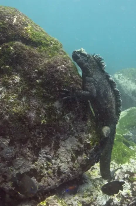 Framed Print : Marine Iguana (Amblyrhynchus cristatus) feeding underwater Cabo Douglas, Fernandina Island Framed Print : Marine Iguana (Amblyrhynchus cristatus) feeding underwater Cabo Douglas, Fernandina Island