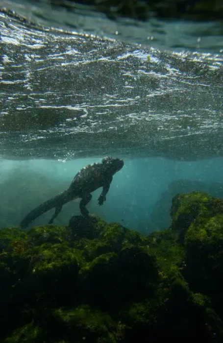 Framed Print : Marine Iguana (Amblyrhynchus cristatus) underwater as they go out to sea to feed Framed Print : Marine Iguana (Amblyrhynchus cristatus) underwater as they go out to sea to feed