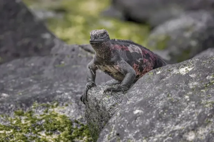 Framed Print : Marine iguana, Espanola Island, Galapagos Islands, Ecuador Framed Print : Marine iguana, Espanola Island, Galapagos Islands, Ecuador