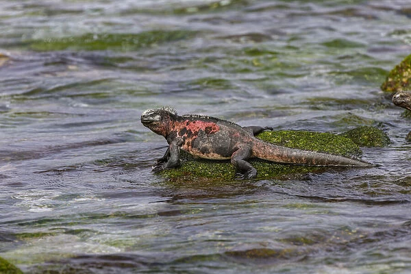 Marine iguana, Espanola Island, Galapagos Islands, Ecuador