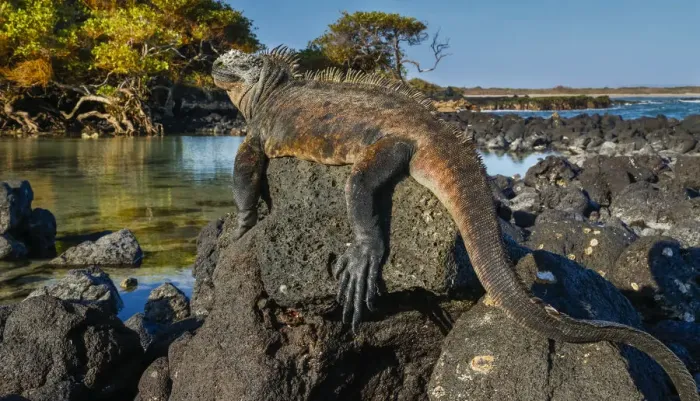 Framed Print : Marine Iguana, Galapagos Islands, Ecuador Framed Print : Marine Iguana, Galapagos Islands, Ecuador