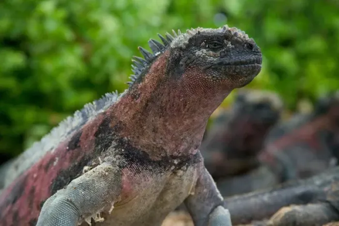 Framed Print : Marine iguana on Galapagos Islands, Equador Framed Print : Marine iguana on Galapagos Islands, Equador