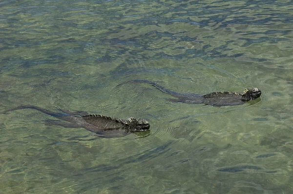 Marine Iguanas (Amblyrhynchus cristatus) Fernandina Island, GALAPAGOS ISLANDS
