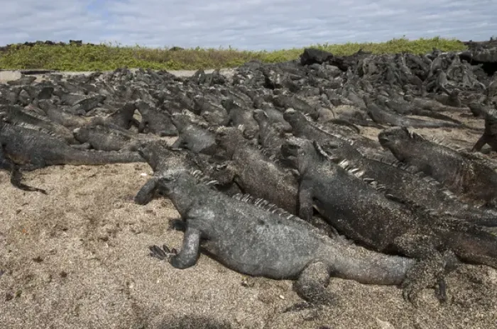 Framed Print : Marine Iguanas (Amblyrhynchus cristatus) Cabo Douglas, Fernandina Island, GALAPAGOS Framed Print : Marine Iguanas (Amblyrhynchus cristatus) Cabo Douglas, Fernandina Island, GALAPAGOS