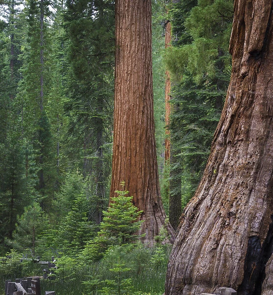 Mariposa Grove, Yosemite, Sierra Mountains, California, USA