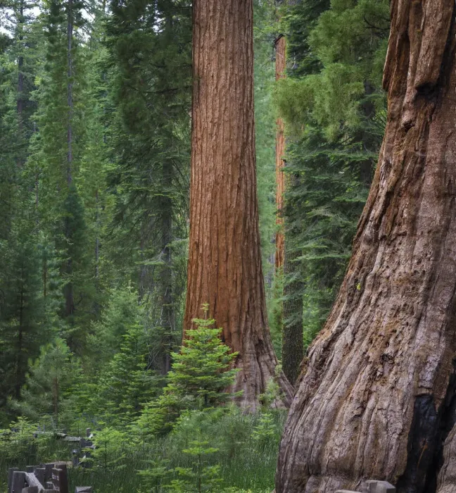 Framed Print : Mariposa Grove, Yosemite, Sierra Mountains, California, USA