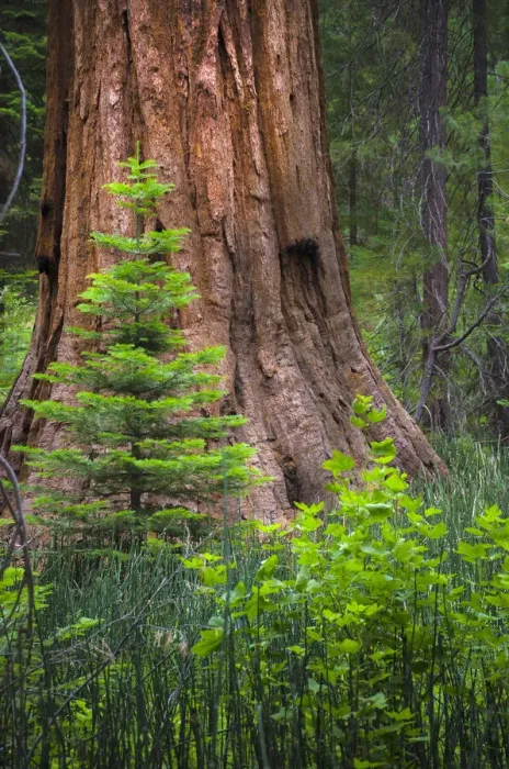 Framed Print : Mariposa Grove, Yosemite, Sierra Mountains, California, USA