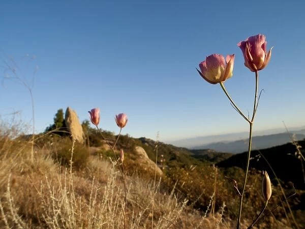 Mariposa lily (Calochortus) along Castro Crest, Santa Monica Mountains, California