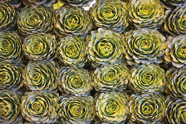 In a market in Santiago, these artichokes were displayed artfully in rows