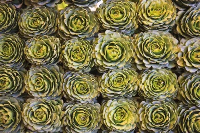 Framed Print : In a market in Santiago, these artichokes were displayed artfully in rows Framed Print : In a market in Santiago, these artichokes were displayed artfully in rows