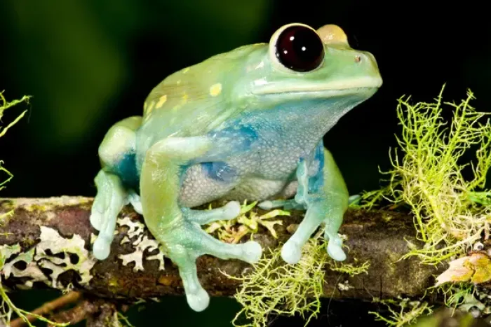 Framed Print : Maroon Big Eye Treefrog Leptopelis uluguliensis Native to Eastern Africa