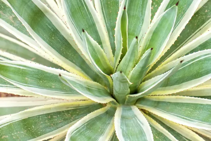 Framed Print : Marrakech, Morocco. Desert agave plant Framed Print : Marrakech, Morocco. Desert agave plant