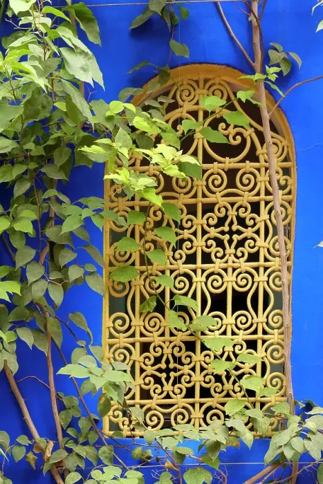 Framed Print : Marrakech, Morocco. Plant life with cobalt blue backdrop Framed Print : Marrakech, Morocco. Plant life with cobalt blue backdrop