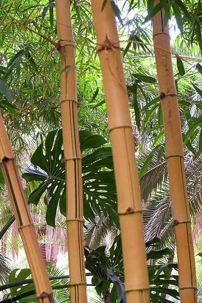 Marrakech, Morocco. Tall stalks of bamboo