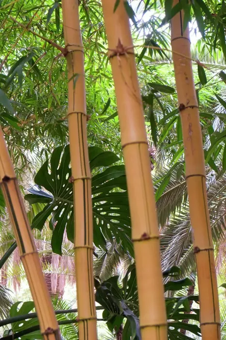 Framed Print : Marrakech, Morocco. Tall stalks of bamboo Framed Print : Marrakech, Morocco. Tall stalks of bamboo