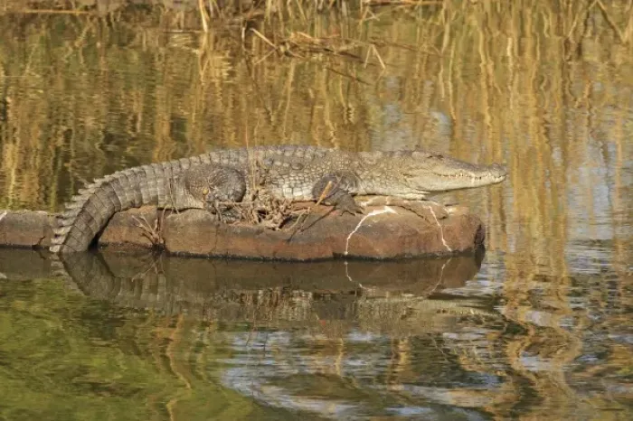 Framed Print : Marsh Crocodile basking under sun, Ranthambhor National Park, India Framed Print : Marsh Crocodile basking under sun, Ranthambhor National Park, India