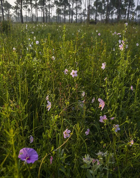 Marsh Mallow blooms in a South Florida prairie