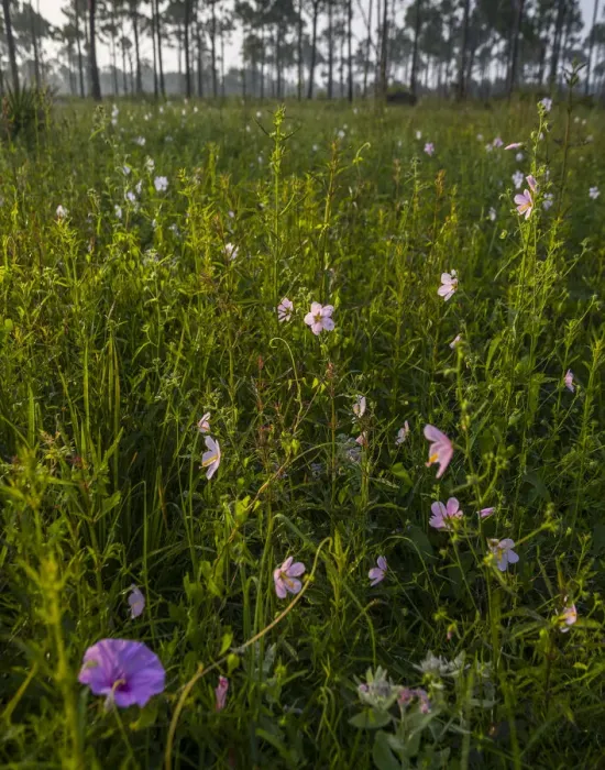 Framed Print : Marsh Mallow blooms in a South Florida prairie Framed Print : Marsh Mallow blooms in a South Florida prairie