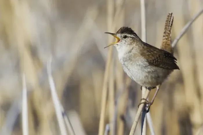 Framed Print : Marsh Wren Singing Framed Print : Marsh Wren Singing