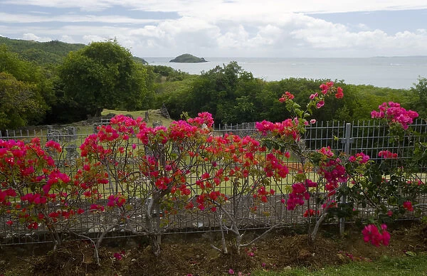MARTINIQUE. French Antilles. West Indies. Flowering bougainvillea at site of Chateau