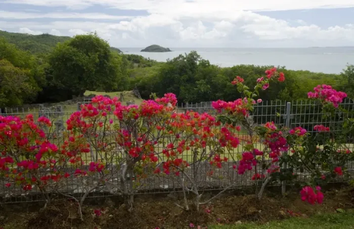 Framed Print : MARTINIQUE. French Antilles. West Indies. Flowering bougainvillea at site of Chateau Framed Print : MARTINIQUE. French Antilles. West Indies. Flowering bougainvillea at site of Chateau