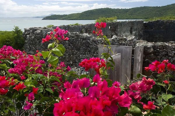 MARTINIQUE. French Antilles. West Indies. Flowering bougainvillea & ruins at site