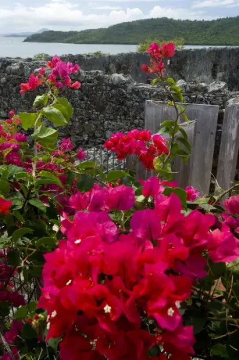 Framed Print : MARTINIQUE. French Antilles. West Indies. Flowering bougainvillea & ruins at site Framed Print : MARTINIQUE. French Antilles. West Indies. Flowering bougainvillea & ruins at site