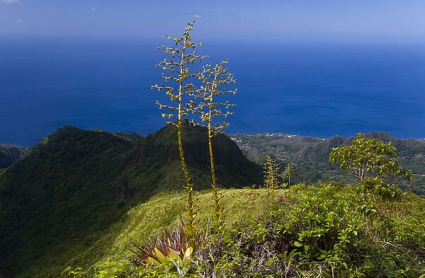 MARTINIQUE. French Antilles. West Indies. Flower stalks of agave grow on steep ridge high on Mt