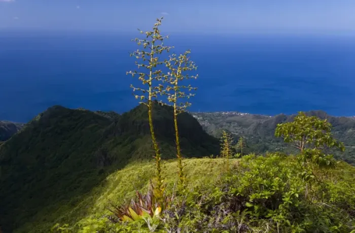 Framed Print : MARTINIQUE. French Antilles. West Indies. Flower stalks of agave grow on steep ridge high on Mt