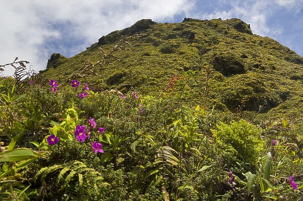 MARTINIQUE. French Antilles. West Indies. Low-growing, lush vegetation covers summit of Mt