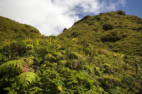 MARTINIQUE. French Antilles. West Indies. Low-growing lush tropical vegetation covers