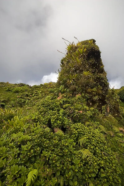 MARTINIQUE. French Antilles. West Indies. Low-growing lush tropical vegetation covers