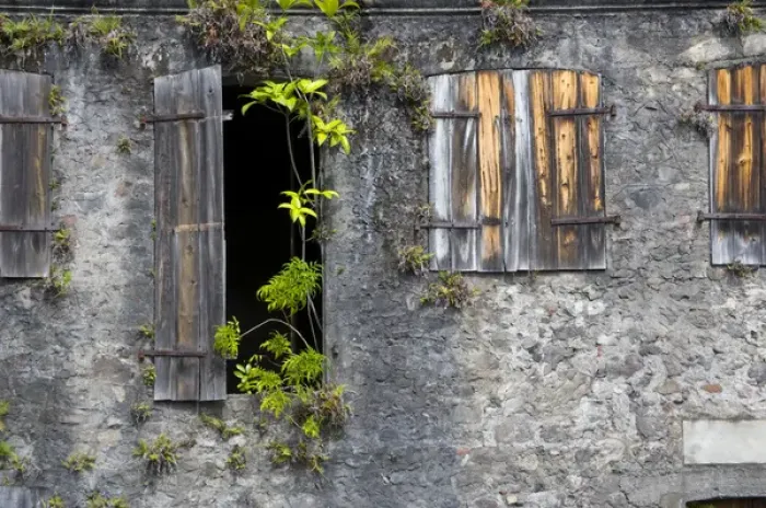 Framed Print : MARTINIQUE. French Antilles. West Indies. Tropical plants growing on exterior of