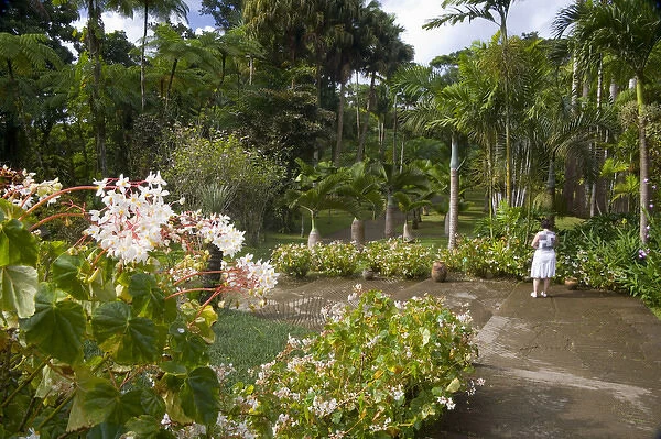 MARTINIQUE. French Antilles. West Indies. Visitor & blooming begonias at Jardin de Balata