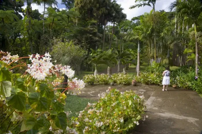 Framed Print : MARTINIQUE. French Antilles. West Indies. Visitor & blooming begonias at Jardin de Balata Framed Print : MARTINIQUE. French Antilles. West Indies. Visitor & blooming begonias at Jardin de Balata