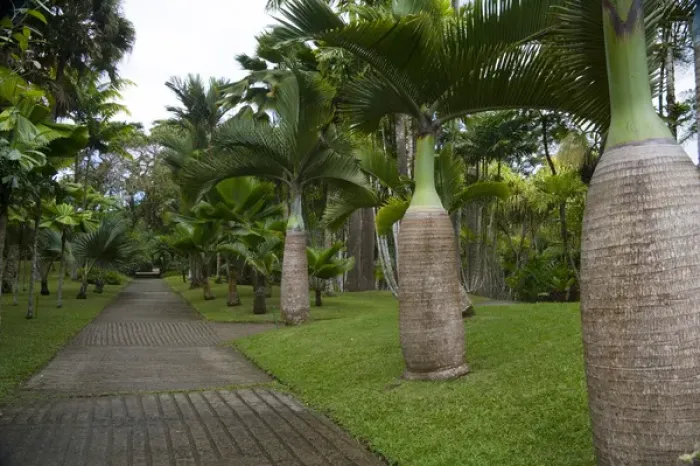 Framed Print : MARTINIQUE. French Antilles. West Indies. Walkway & palms at Jardin de Balata (Balata Garden) Framed Print : MARTINIQUE. French Antilles. West Indies. Walkway & palms at Jardin de Balata (Balata Garden)