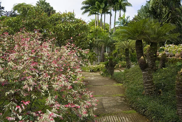 MARTINIQUE. French Antilles. West Indies. Walkway at Jardin de Balata (Balata Garden)