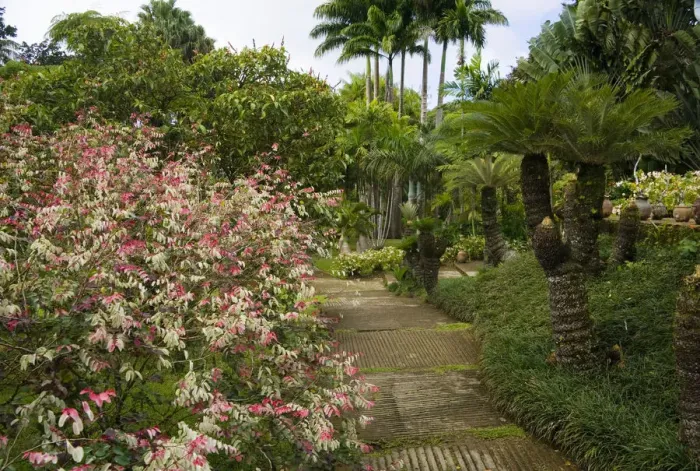 Framed Print : MARTINIQUE. French Antilles. West Indies. Walkway at Jardin de Balata (Balata Garden) Framed Print : MARTINIQUE. French Antilles. West Indies. Walkway at Jardin de Balata (Balata Garden)