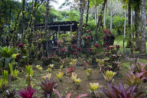MARTINIQUE. French Antilles. West Indies. Bromeliads & shelter at Jardin de Balata (Balata Garden)
