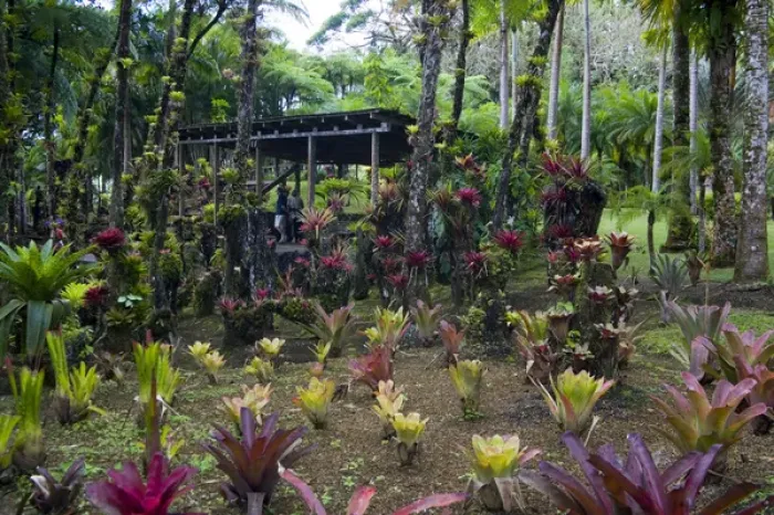 Framed Print : MARTINIQUE. French Antilles. West Indies. Bromeliads & shelter at Jardin de Balata (Balata Garden) Framed Print : MARTINIQUE. French Antilles. West Indies. Bromeliads & shelter at Jardin de Balata (Balata Garden)