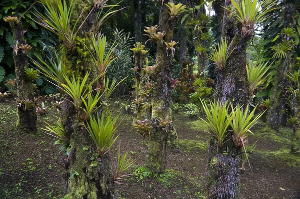 MARTINIQUE. French Antilles. West Indies. Bromeliads at Jardin de Balata (Balata Garden)