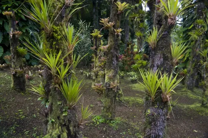 Framed Print : MARTINIQUE. French Antilles. West Indies. Bromeliads at Jardin de Balata (Balata Garden)