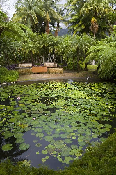 MARTINIQUE. French Antilles. West Indies. Pond at Jardin de Balata (Balata Garden)