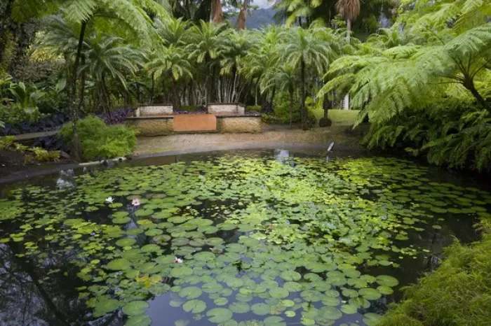 Framed Print : MARTINIQUE. French Antilles. West Indies. Pond at Jardin de Balata (Balata Garden) Framed Print : MARTINIQUE. French Antilles. West Indies. Pond at Jardin de Balata (Balata Garden)