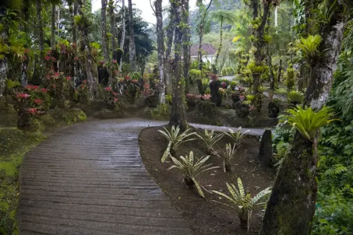 Framed Print : MARTINIQUE. French Antilles. West Indies. Walkway at Jardin de Balata (Balata Garden) Framed Print : MARTINIQUE. French Antilles. West Indies. Walkway at Jardin de Balata (Balata Garden)